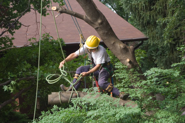 Lawn Renovation and Restoration in Louisa, VA